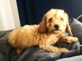 Evde Büyüyen Orjinal Toy Poodle