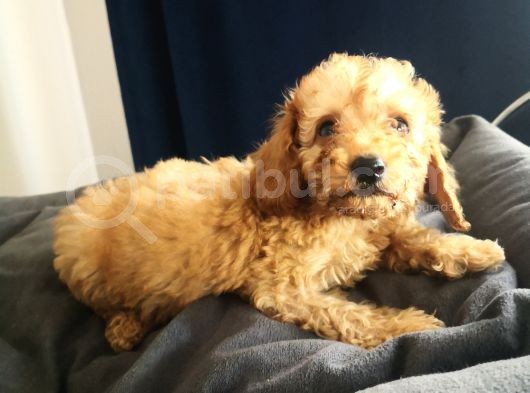 Evde Büyüyen Orjinal Toy Poodle görsel