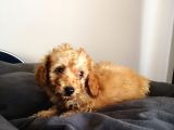 Evde Büyüyen Orjinal Toy Poodle