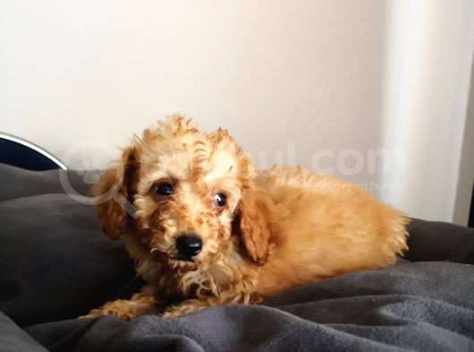 Evde Büyüyen Orjinal Toy Poodle görsel