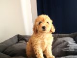 Evde Büyüyen Orjinal Toy Poodle
