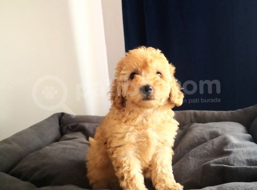 Evde Büyüyen Orjinal Toy Poodle görsel