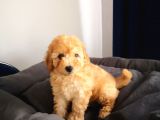 Evde Büyüyen Orjinal Toy Poodle