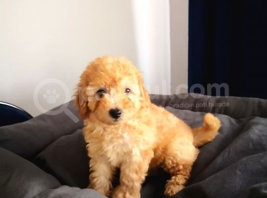 Evde Büyüyen Orjinal Toy Poodle görsel