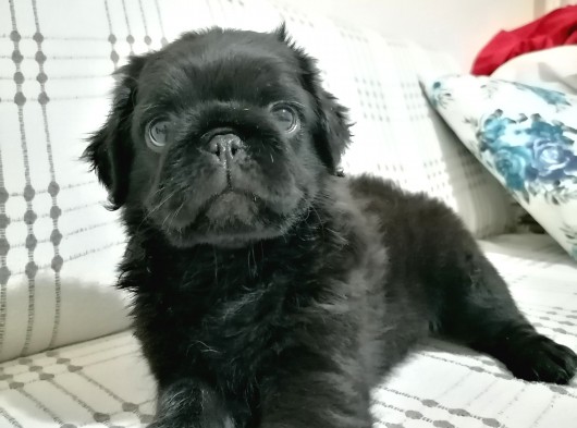 Pug Moops 55 - 65 Günlük Erkek - Dişi Yavrular