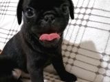 Pug Moops 55 - 65 Günlük Erkek - Dişi Yavrular
