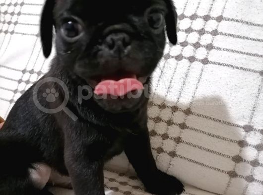 Pug Moops 55 - 65 Günlük Erkek - Dişi Yavrular görsel