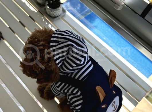 Erkek Poodle Bebiş