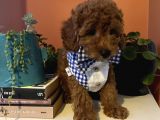 Erkek Poodle Bebiş