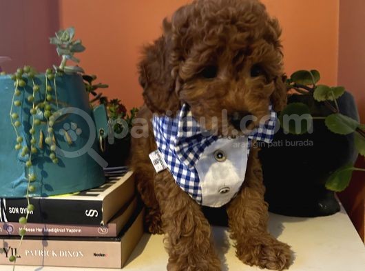 Erkek Poodle Bebiş görsel