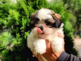 Harika tüy yapısına sahip Shihtzu yavrular