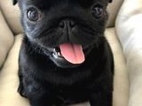 Pug Moops 55 - 65 Günlük Erkek - Dişi Yavrular