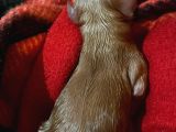 Baba Poodle Anne Maltipo