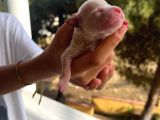 Baba Poodle Anne Maltipo