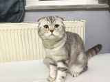 Socttish Fold Oğluma Eş Arıyorum
