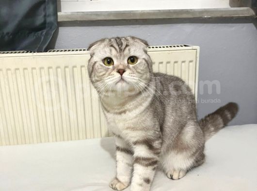 Socttish Fold Oğluma Eş Arıyorum görsel