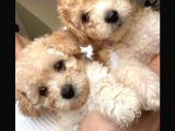 Baba Poodle Anne Maltipo