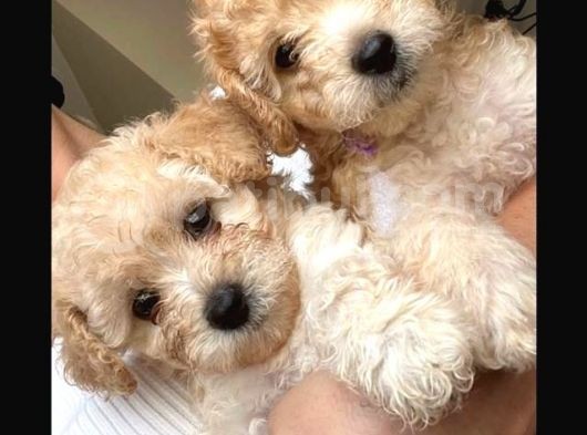 Baba Poodle Anne Maltipo görsel