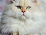 British Longhair Red Point Safkan Yavru