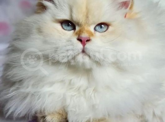 British Longhair Red Point Safkan Yavru görsel