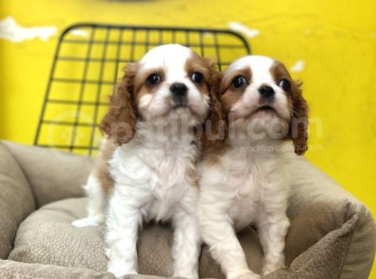 Cavalier King Charles Dünya Tatlısı Bebeklerim