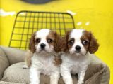 Cavalier King Charles Dünya Tatlısı Bebeklerim