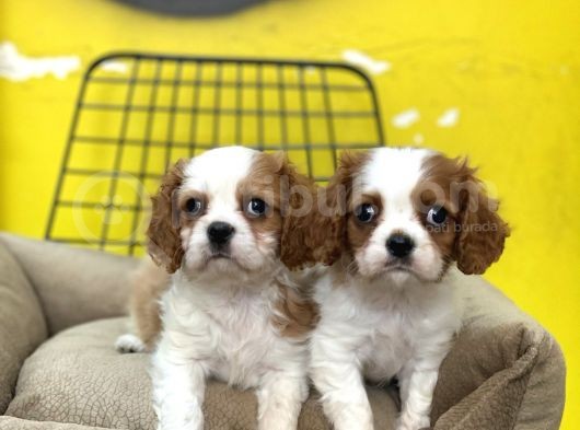Cavalier King Charles Dünya Tatlısı Bebeklerim görsel