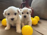 Topaç Gibi Maltipoo Bebeklerimiz