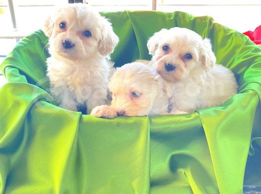 Ev Doğumu Maltipoo Bebekler görsel