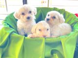 Ev Doğumu Maltipoo Bebekler