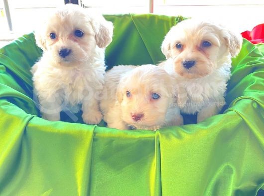 Ev Doğumu Maltipoo Bebekler görsel