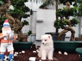 Ayi̇ Yavrusu Samoyed A Kali̇te Irk