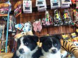 Dunyani̇n En Zeki̇ Irki Border Collie