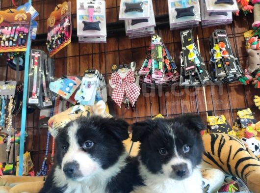 Dunyani̇n En Zeki̇ Irki Border Collie görsel