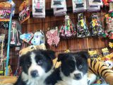 Dunyani̇n En Zeki̇ Irki Border Collie