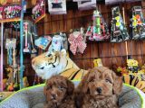 A Scr Muhteşem Toy Poodle  Yavrularimiz