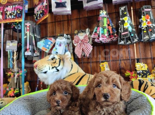 A Scr Muhteşem Toy Poodle  Yavrularimiz görsel