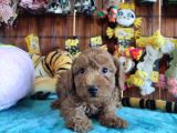 A Scr Muhteşem Toy Poodle  Yavrularimiz