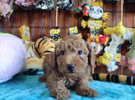 A Scr Muhteşem Toy Poodle  Yavrularimiz görsel