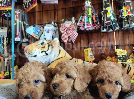 A Scr Muhteşem Toy Poodle  Yavrularimiz görsel