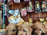 A Scr Muhteşem Toy Poodle  Yavrularimiz