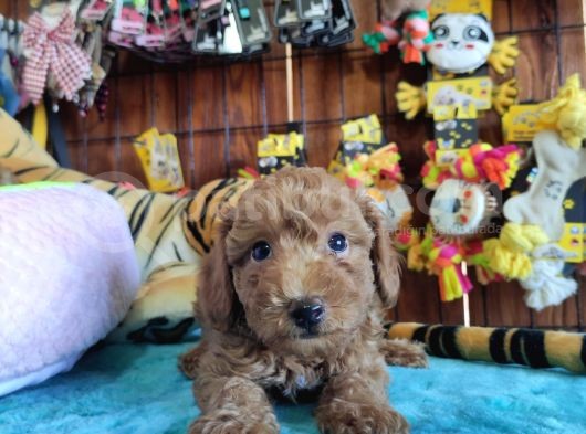 A Scr Muhteşem Toy Poodle  Yavrularimiz görsel