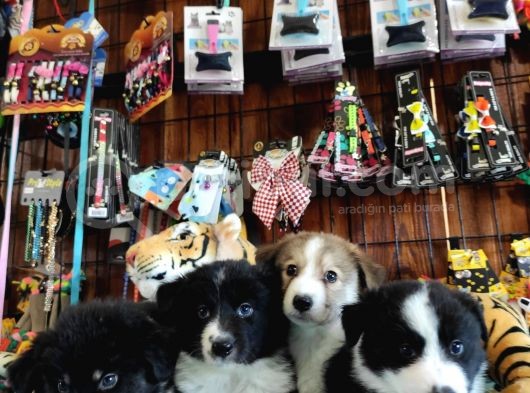 Dunyani̇n En Zeki̇ Irki Border Collie görsel
