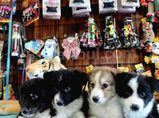 Dunyani̇n En Zeki̇ Irki Border Collie görsel