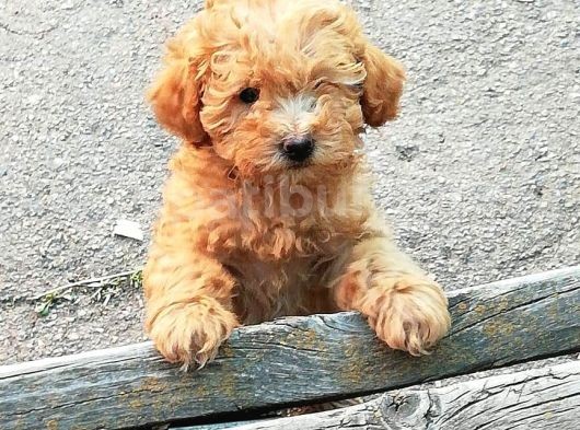 MALTİPO CİNSİ 