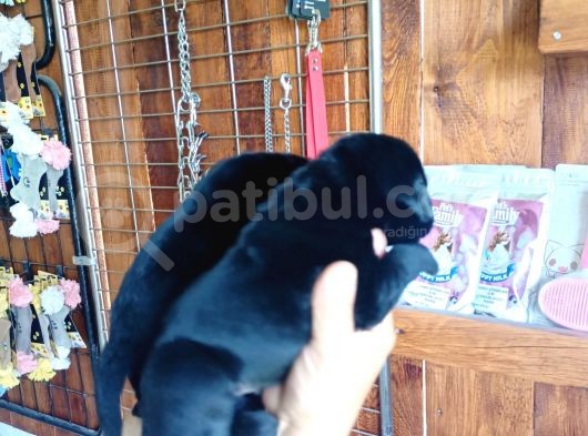 Muhteşem Labrador A Kali̇te Yavrularimiz görsel