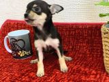 Muhteşem Teacup Bebekler