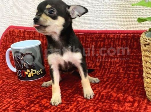 Muhteşem Teacup Bebekler görsel