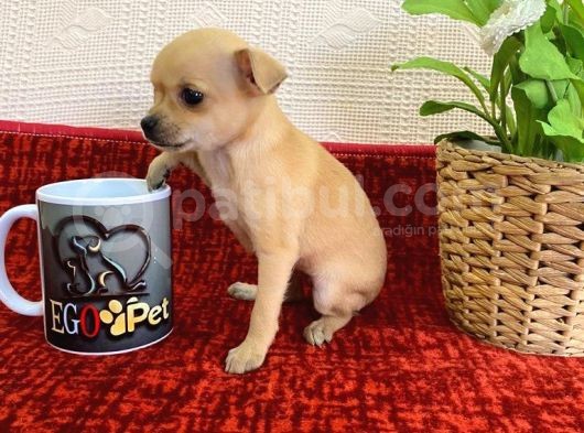 Muhteşem Teacup Bebekler görsel