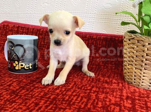 Muhteşem Teacup Bebekler görsel